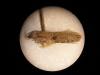 Agonopterix sp.